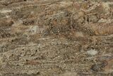 13.4" Sparkly, Silicified Petrified Wood - Smoky Hill Chalk, Kansas - #197986-4